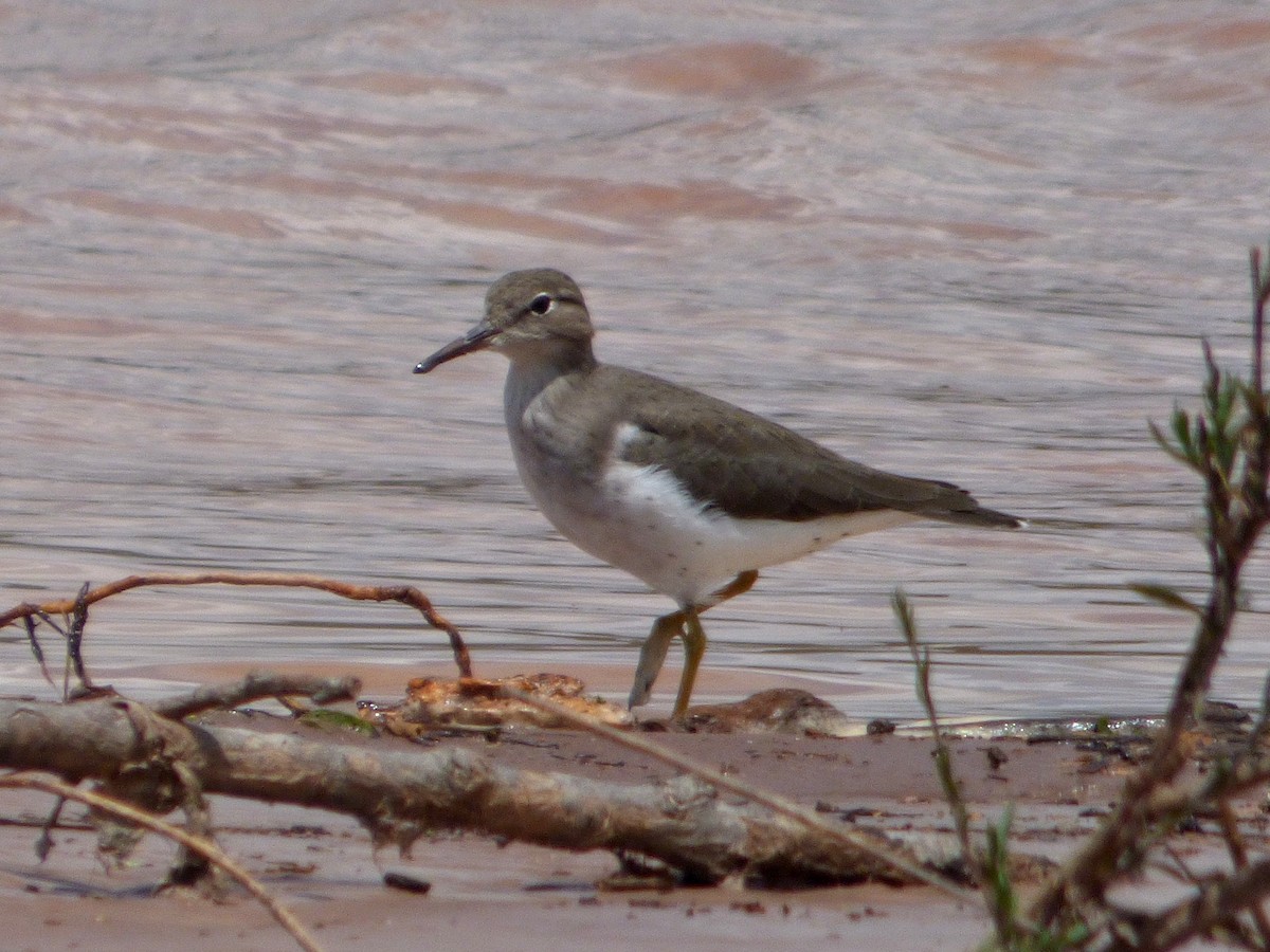 Spotted Sandpiper - ML209626111