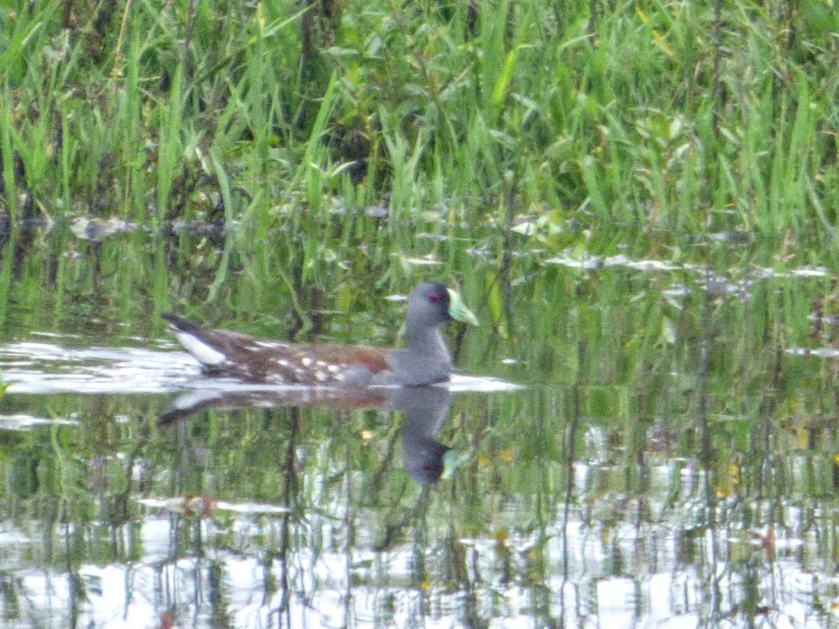 Gallinule à face noire - ML209627191