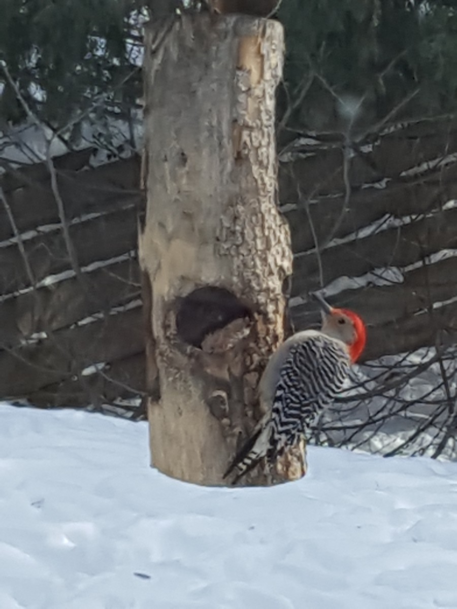 Red-bellied Woodpecker - Paul Buchanan