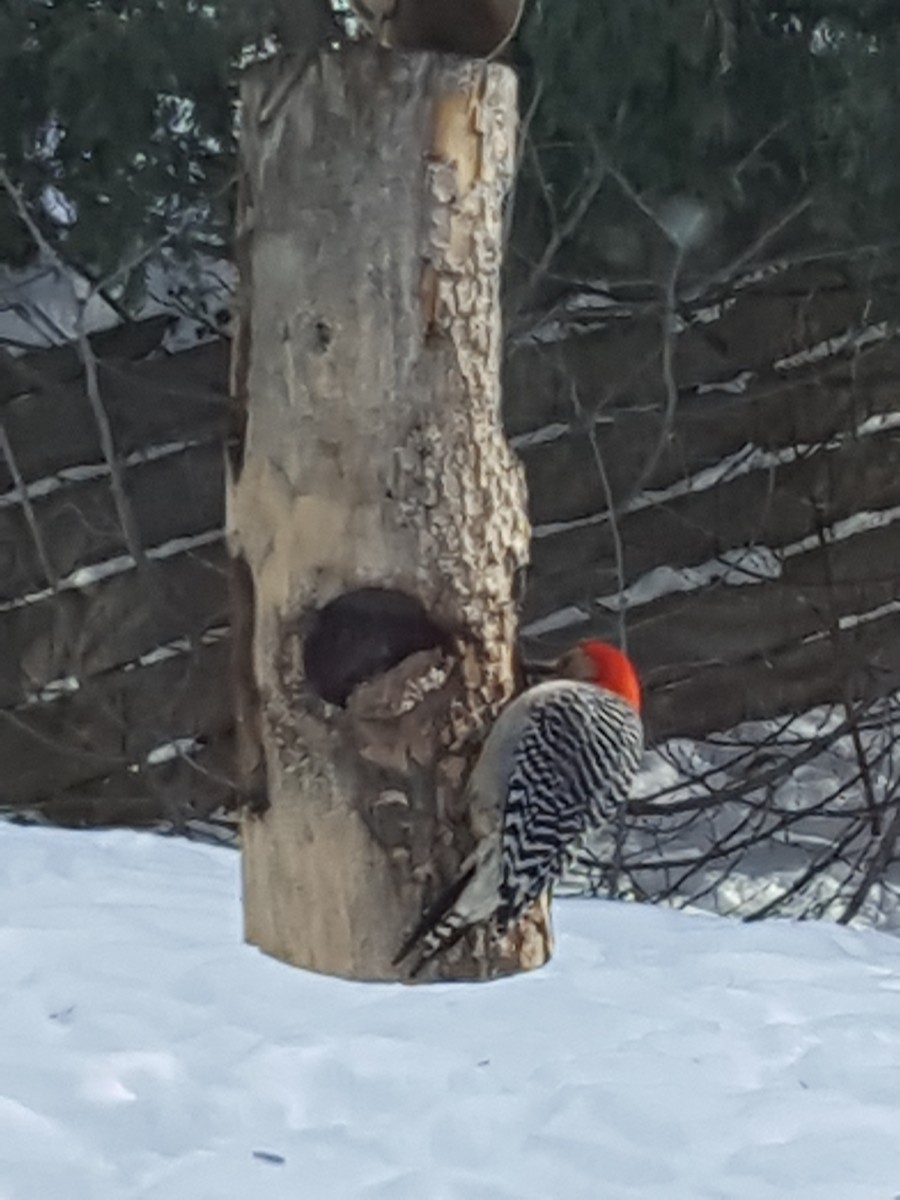 Red-bellied Woodpecker - Paul Buchanan