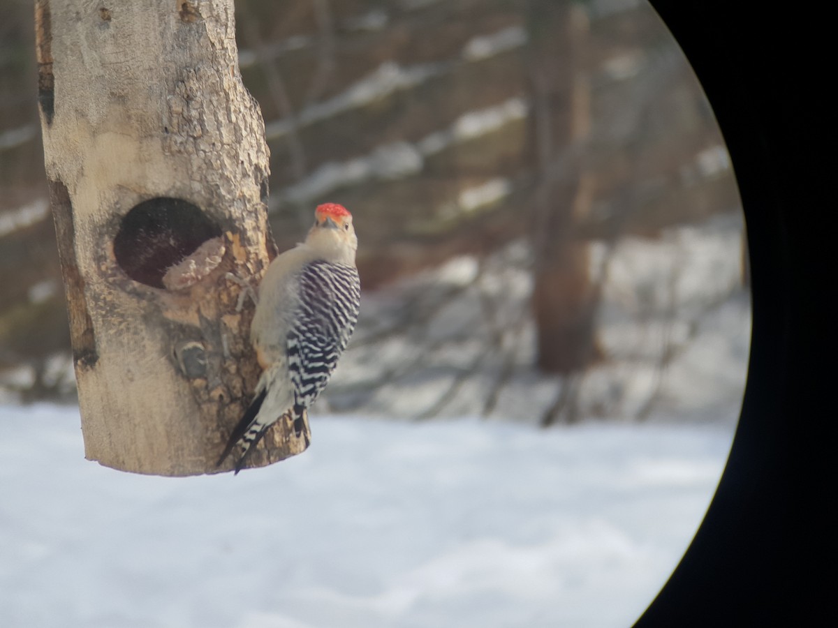 Red-bellied Woodpecker - Paul Buchanan