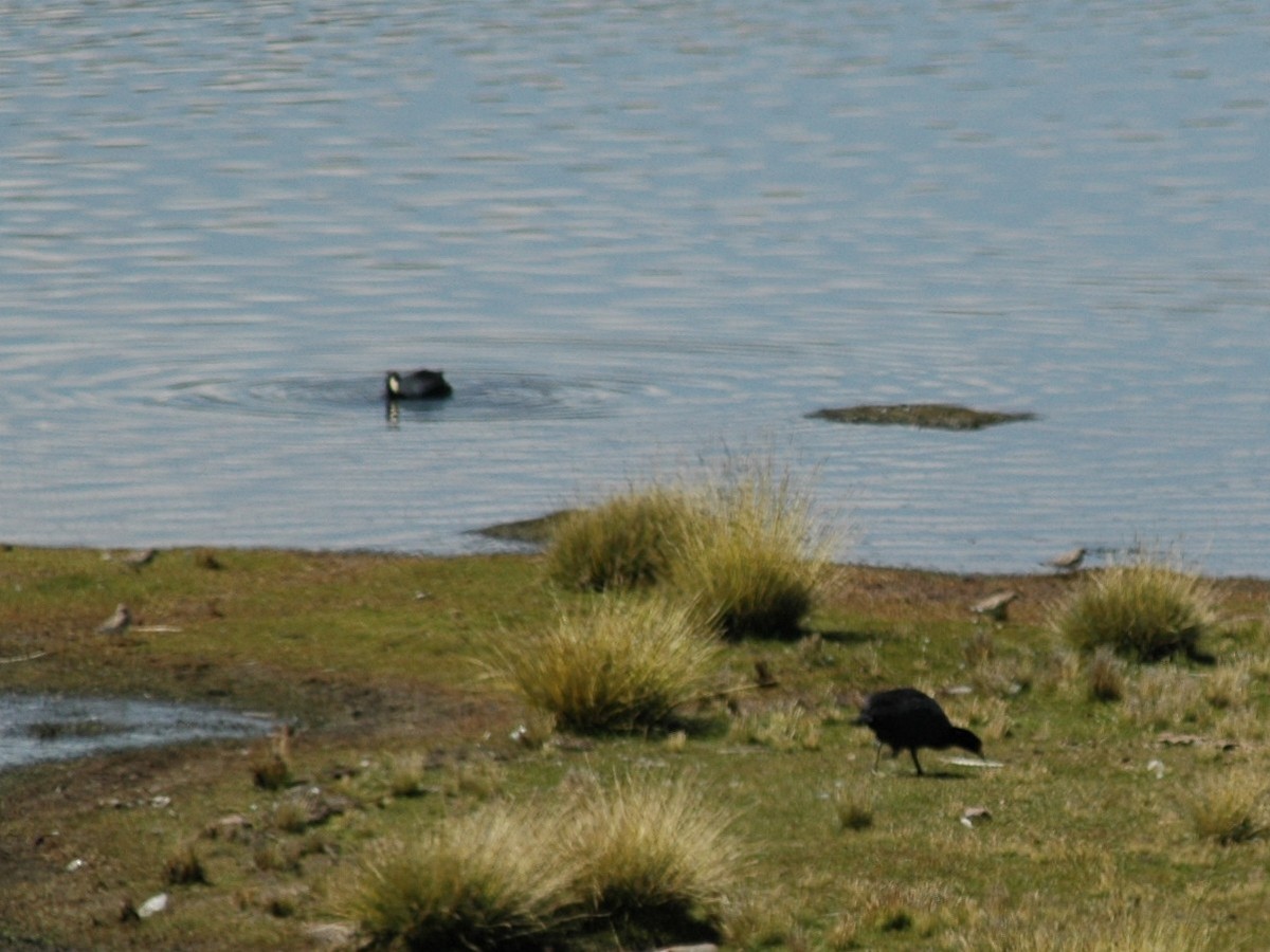 Giant Coot - David Wheeler