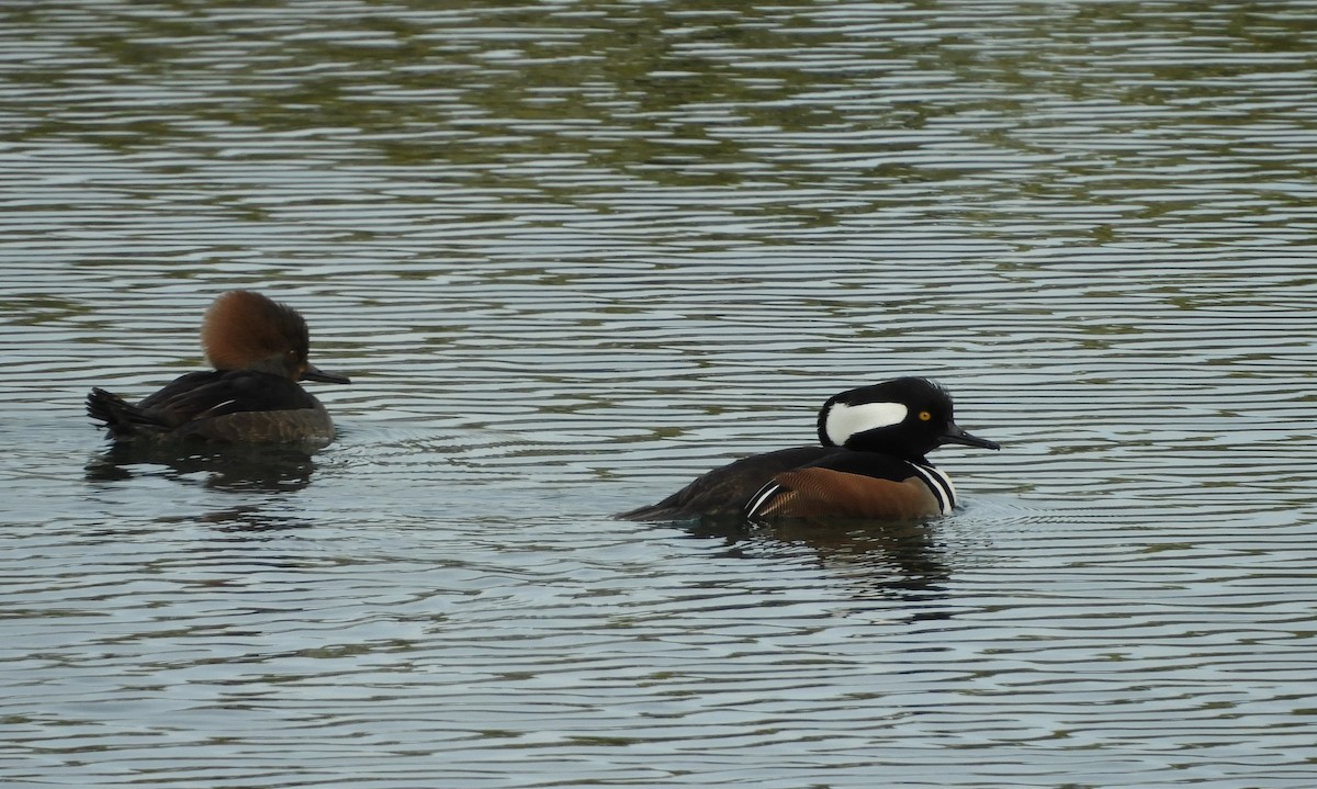 Hooded Merganser - ML209631811