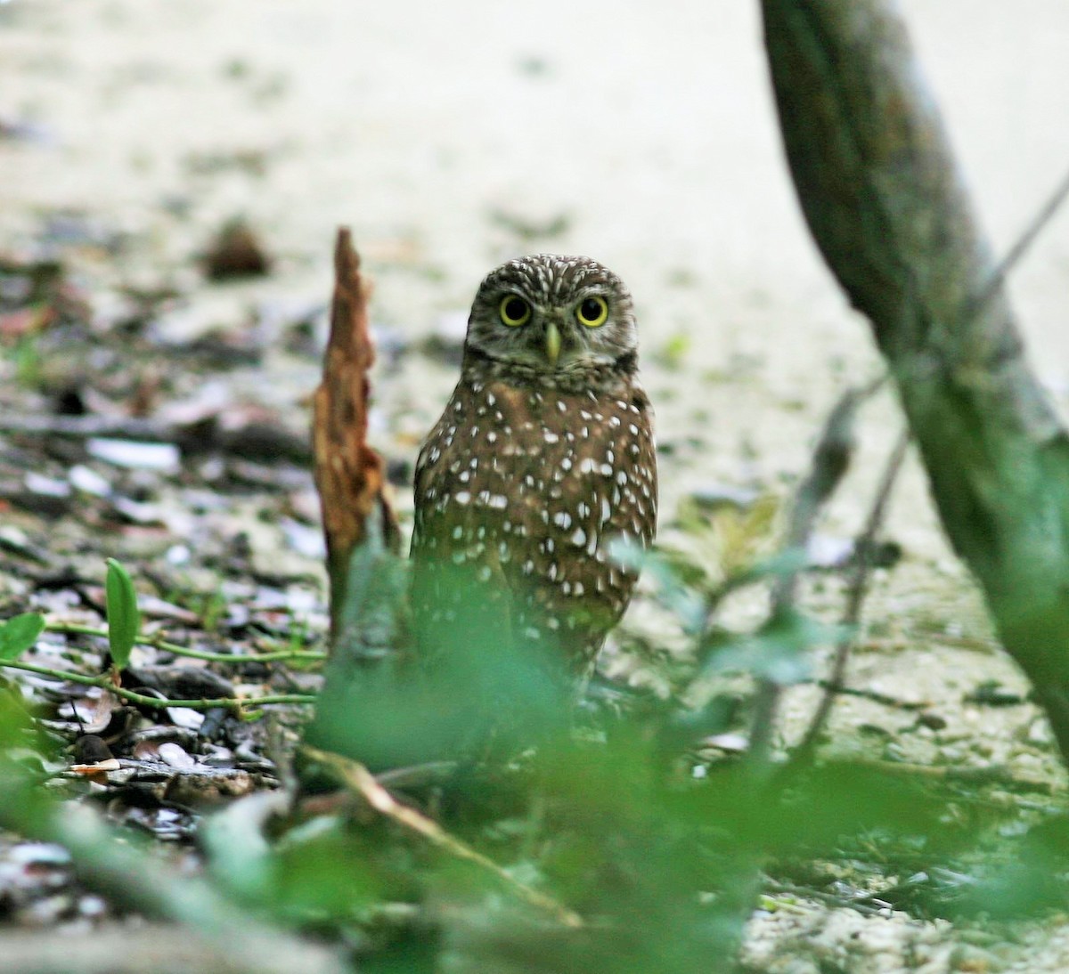 Burrowing Owl - ML209634781