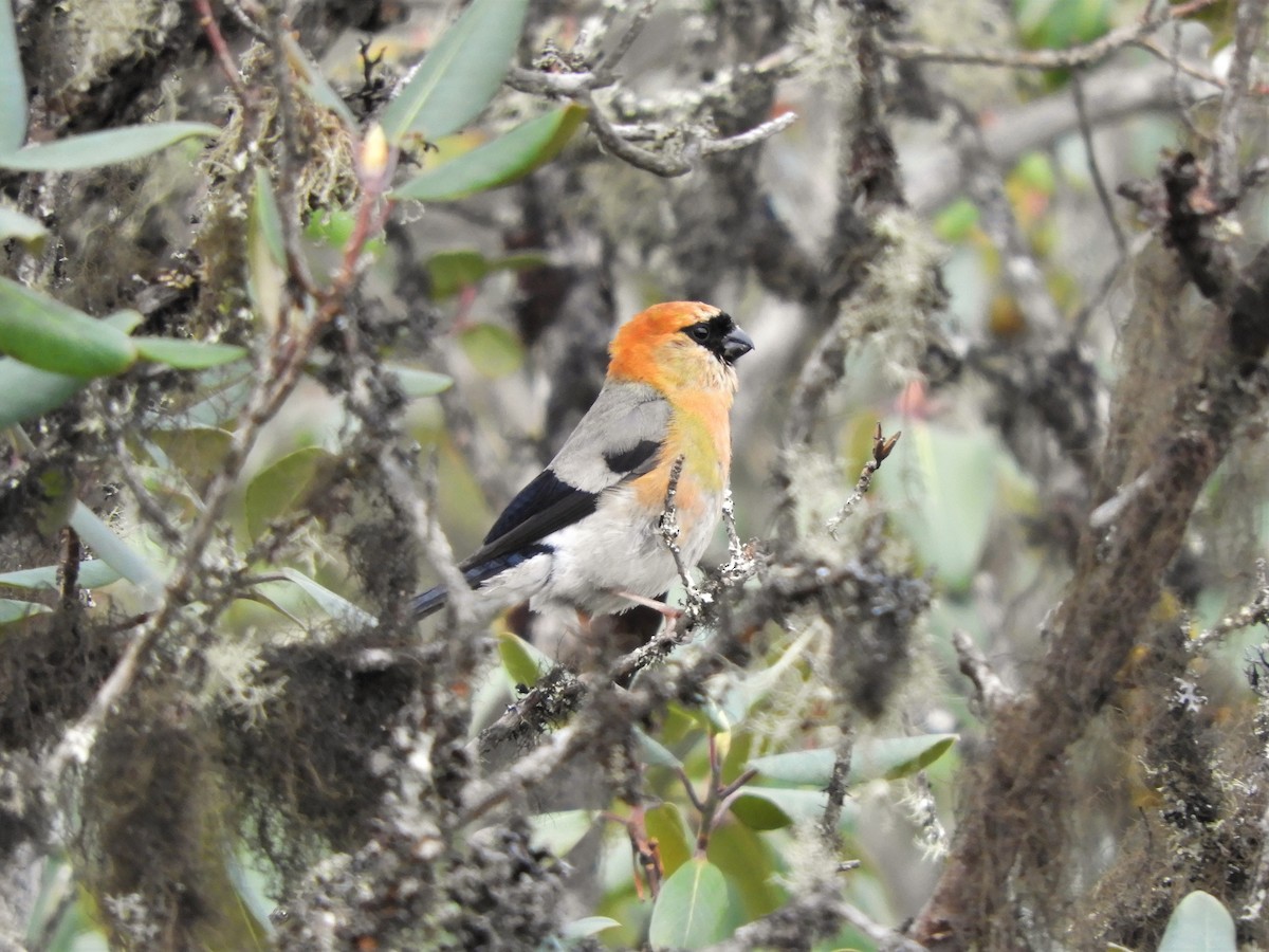 Red-headed Bullfinch - ML209636211