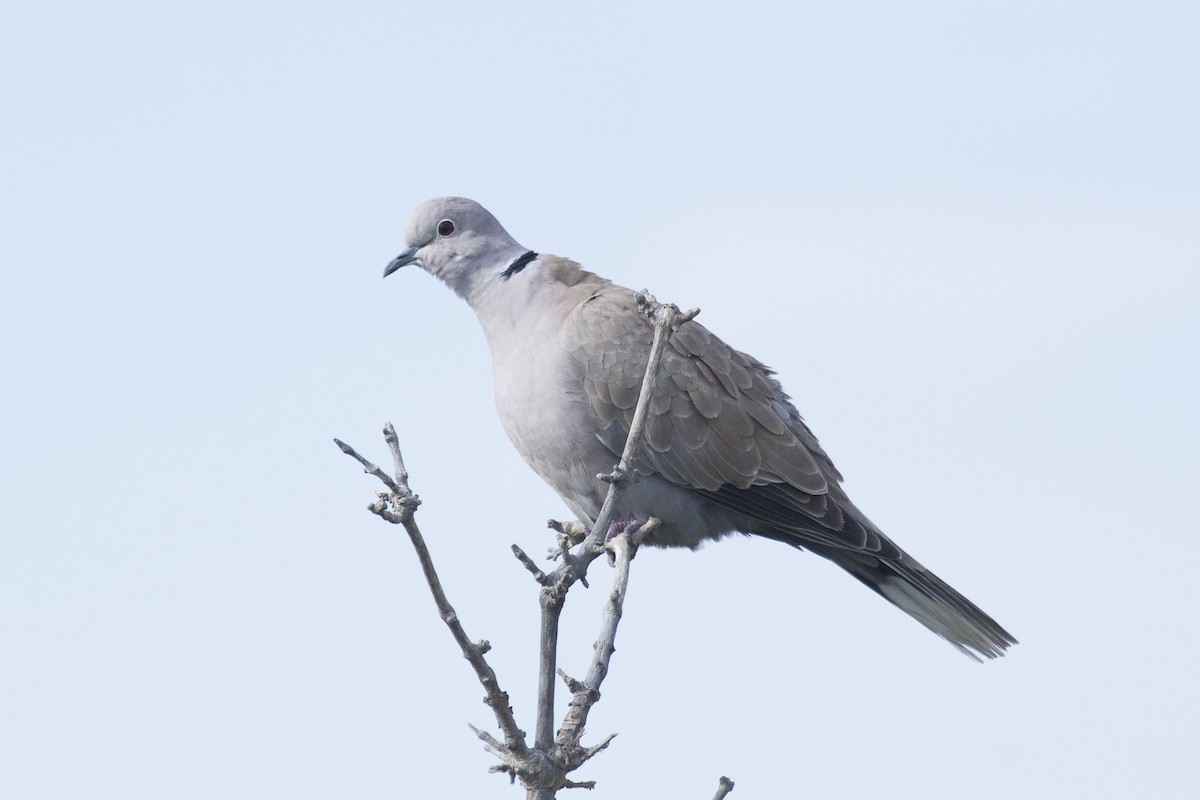 Eurasian Collared-Dove - ML209636401