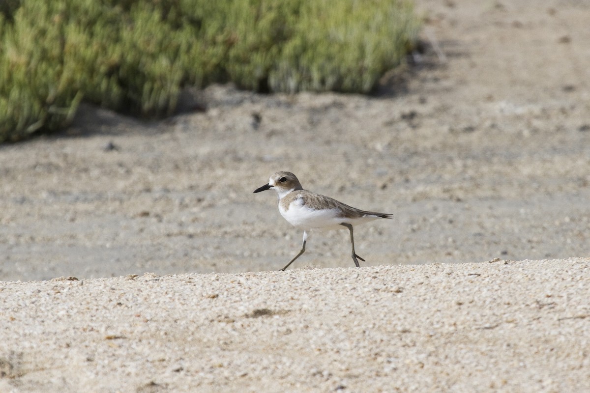 Greater Sand-Plover - ML209636421