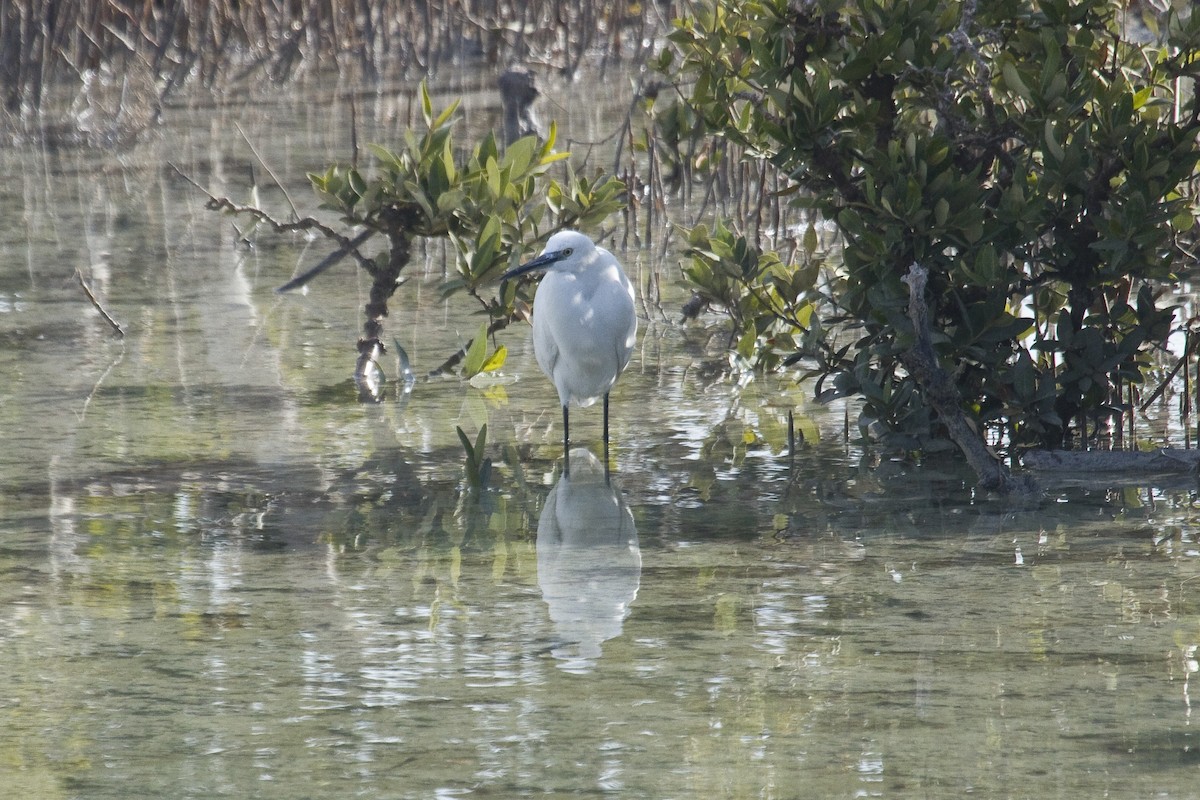 Little Egret - ML209636511