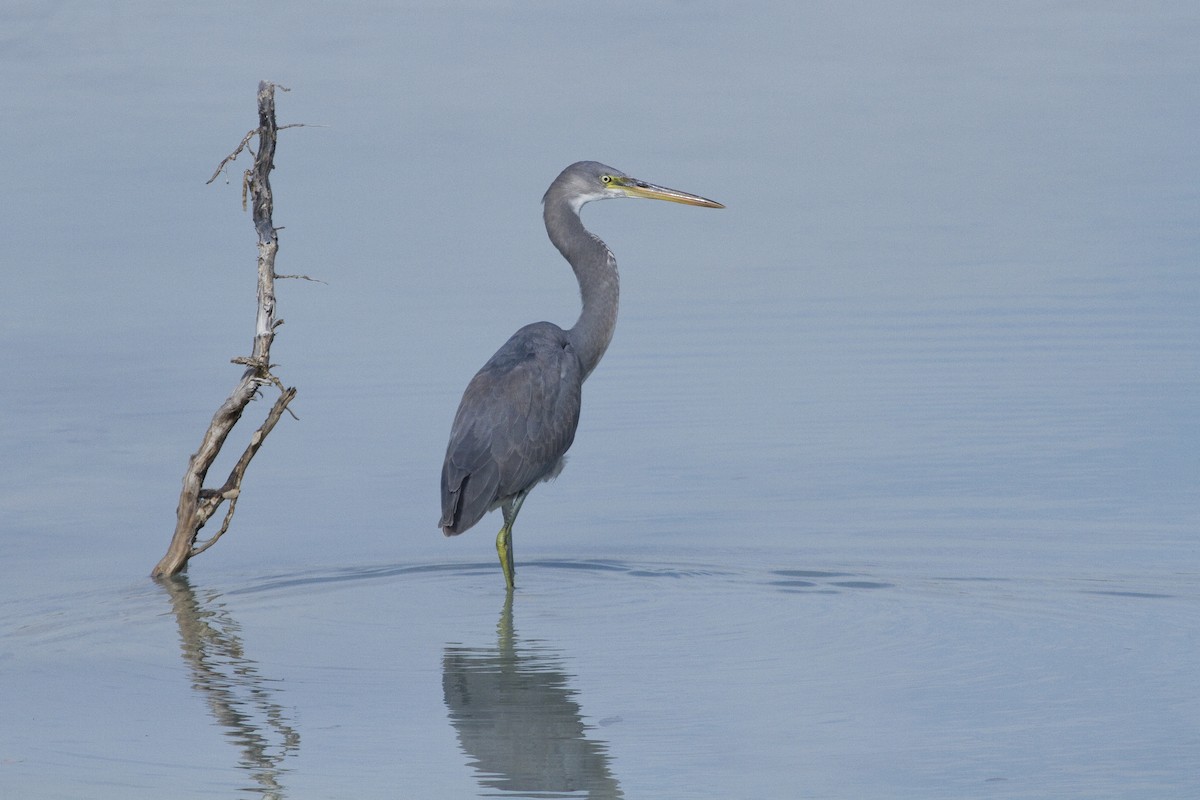 Western Reef-Heron - ML209636611