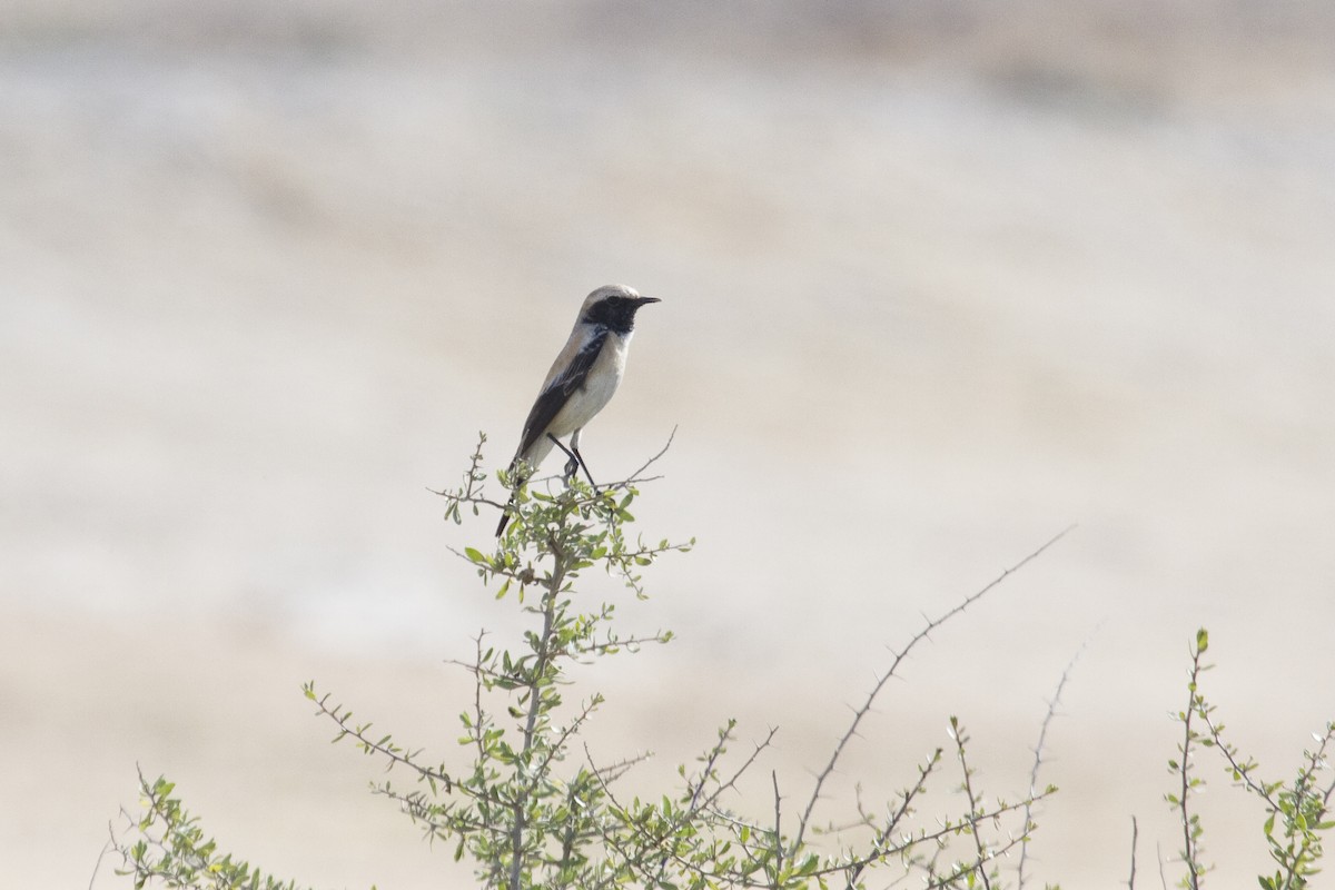 Desert Wheatear - ML209636761