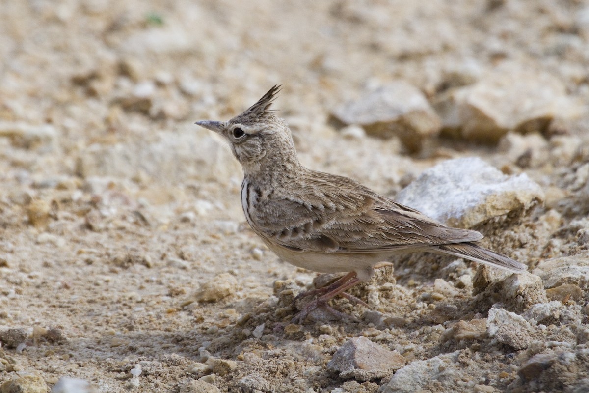 Crested Lark - ML209636771