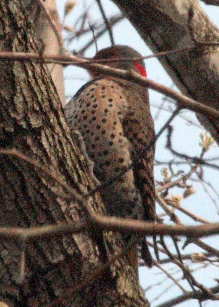 Northern Flicker (Yellow-shafted) - ML209636921