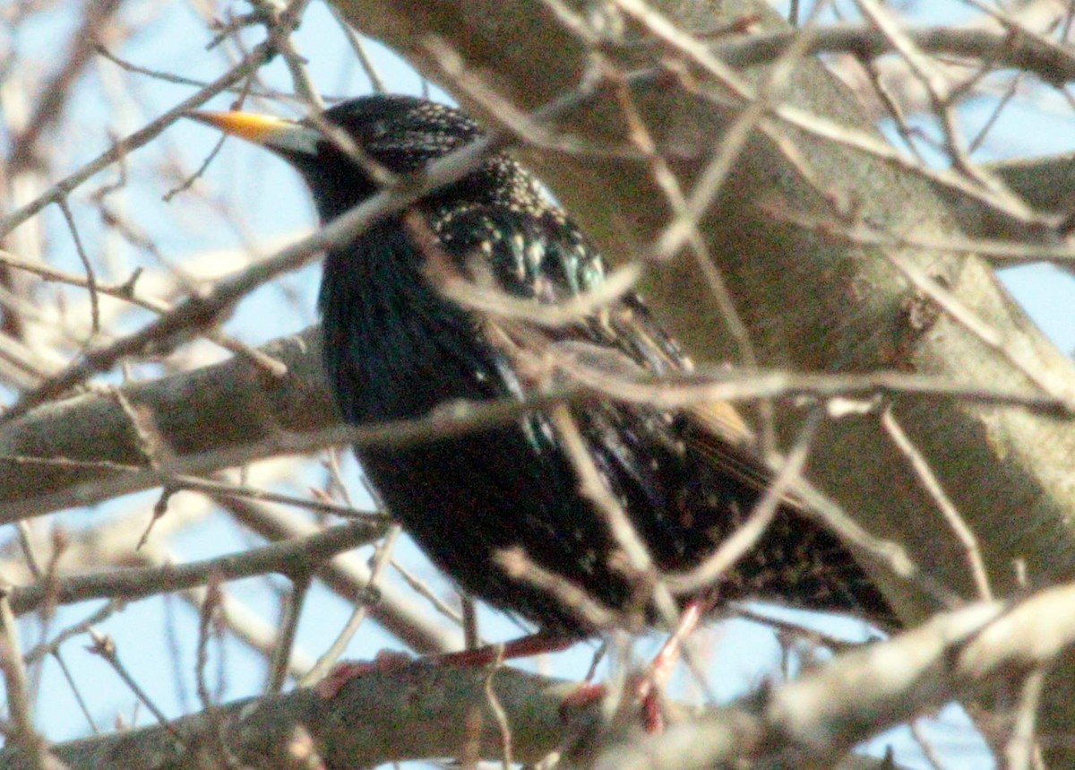 European Starling - ML209636961