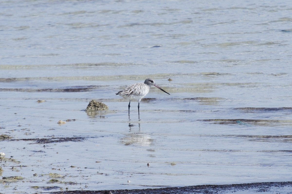 Bar-tailed Godwit - ML209637171