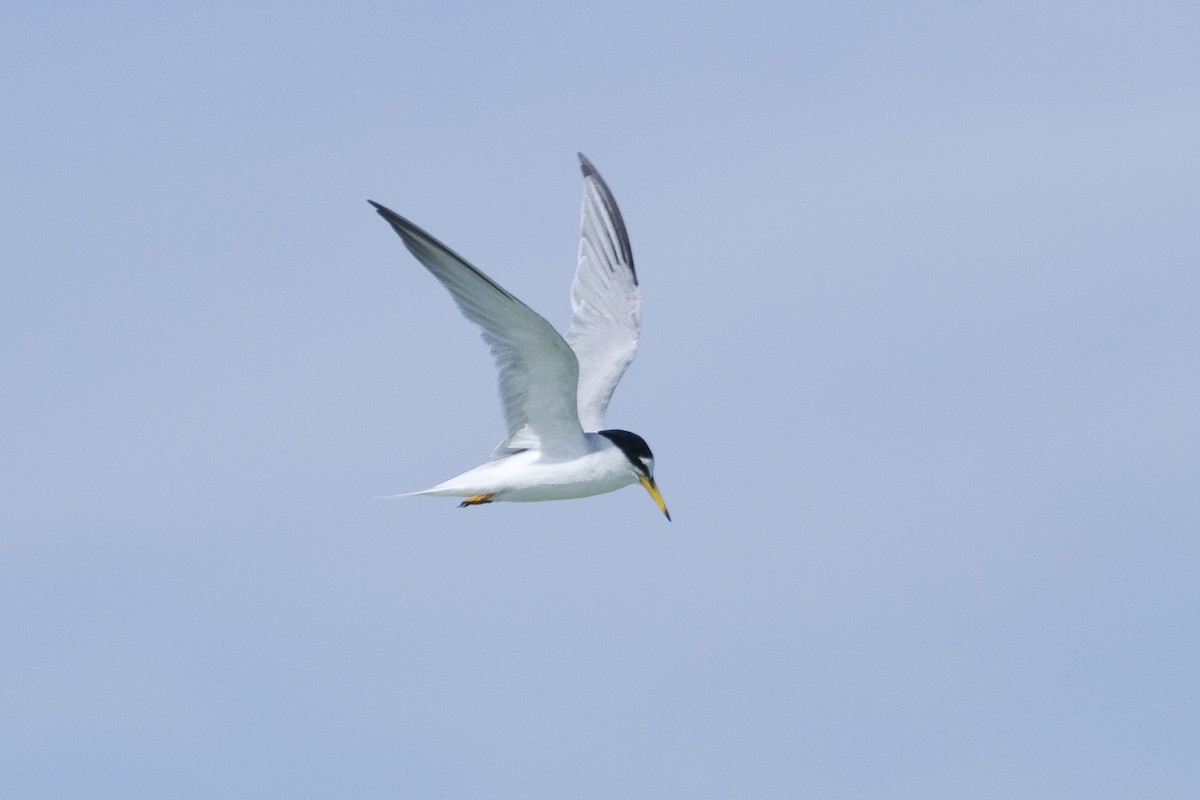 Little Tern - ML209637241