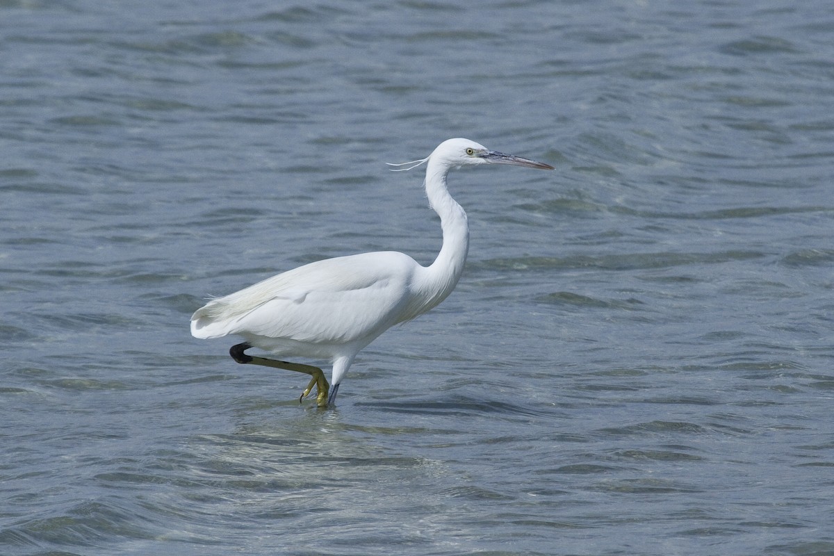 Little Egret - ML209637341