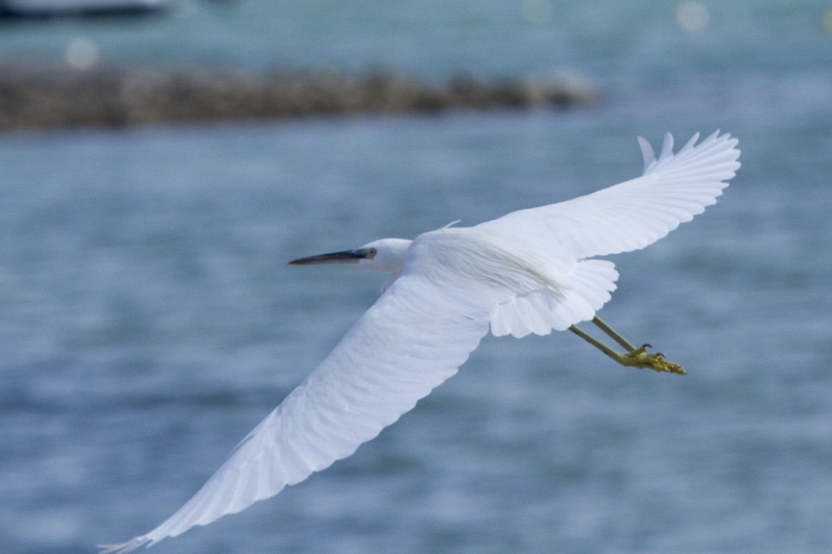 Little Egret - ML209637371