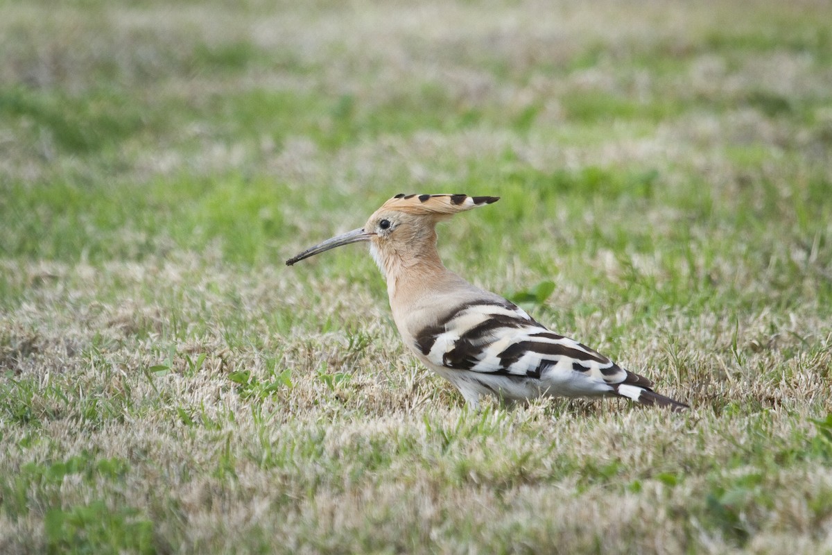 Eurasian Hoopoe - ML209637411