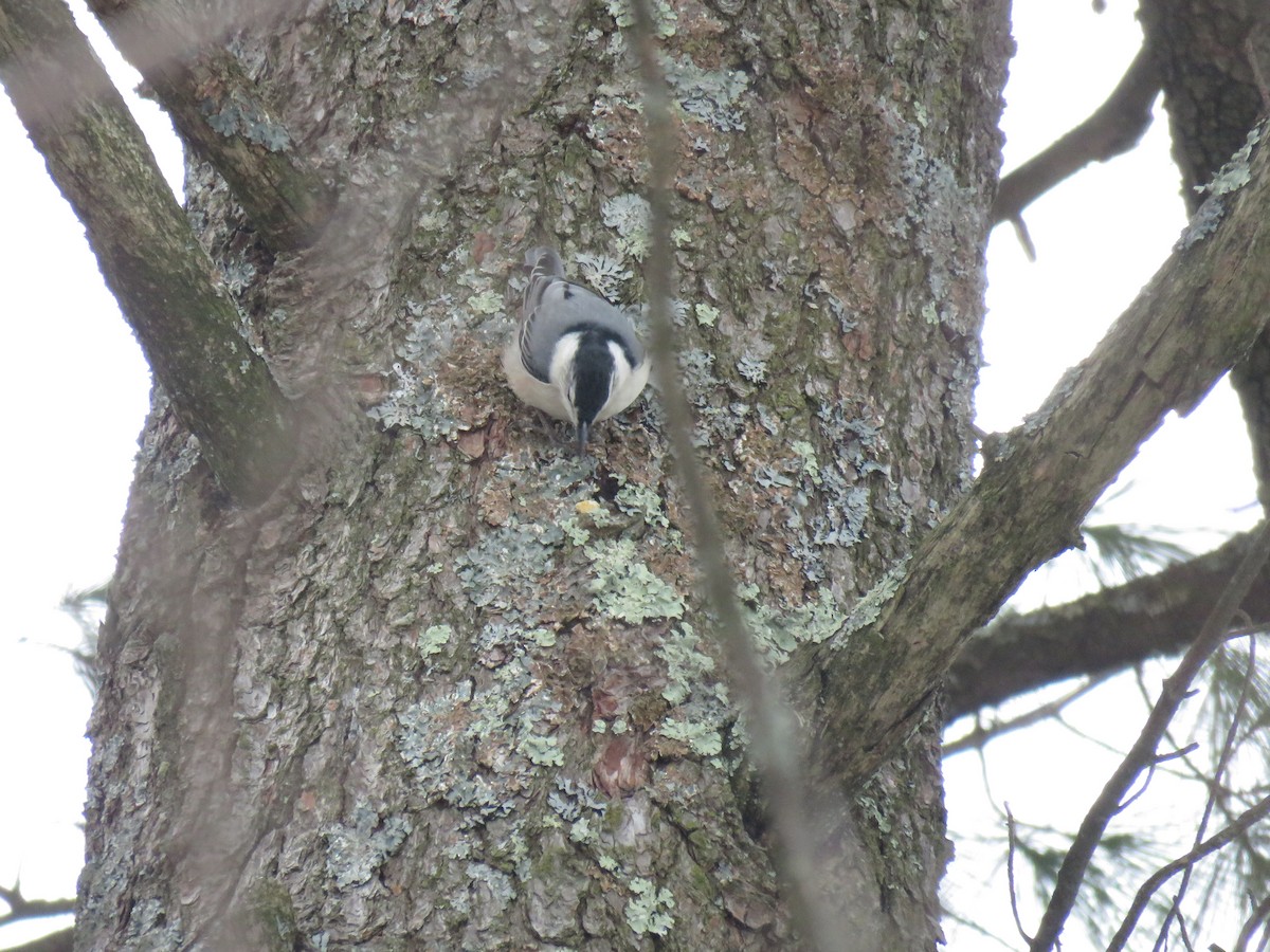 White-breasted Nuthatch - ML209637891