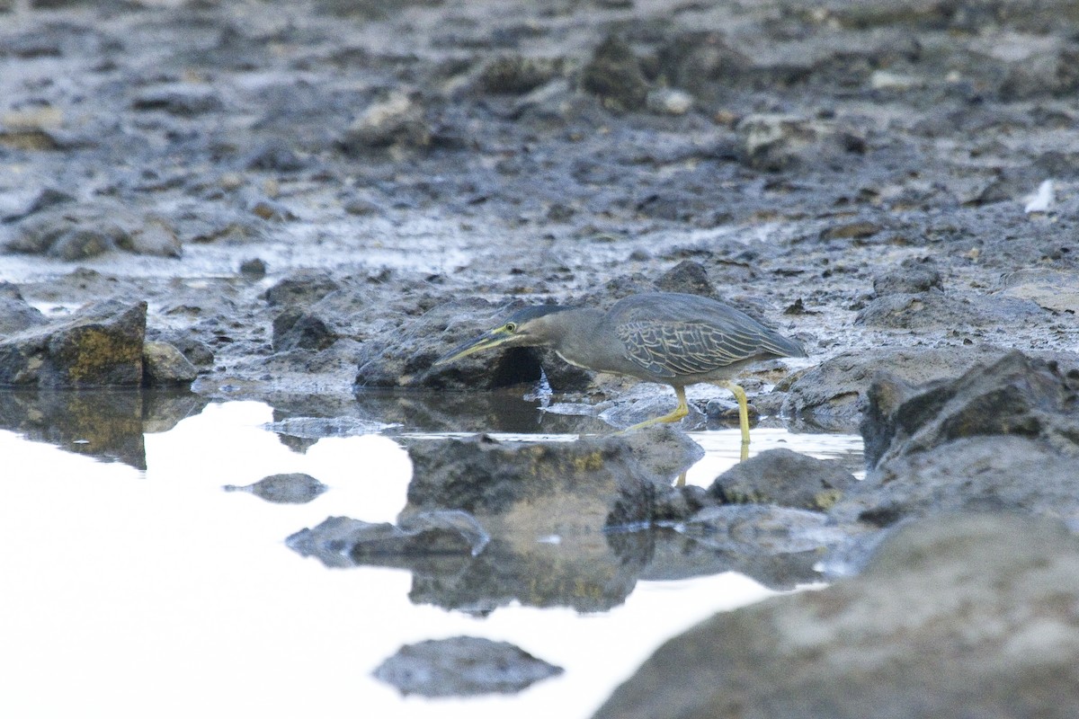 Striated Heron - ML209638161