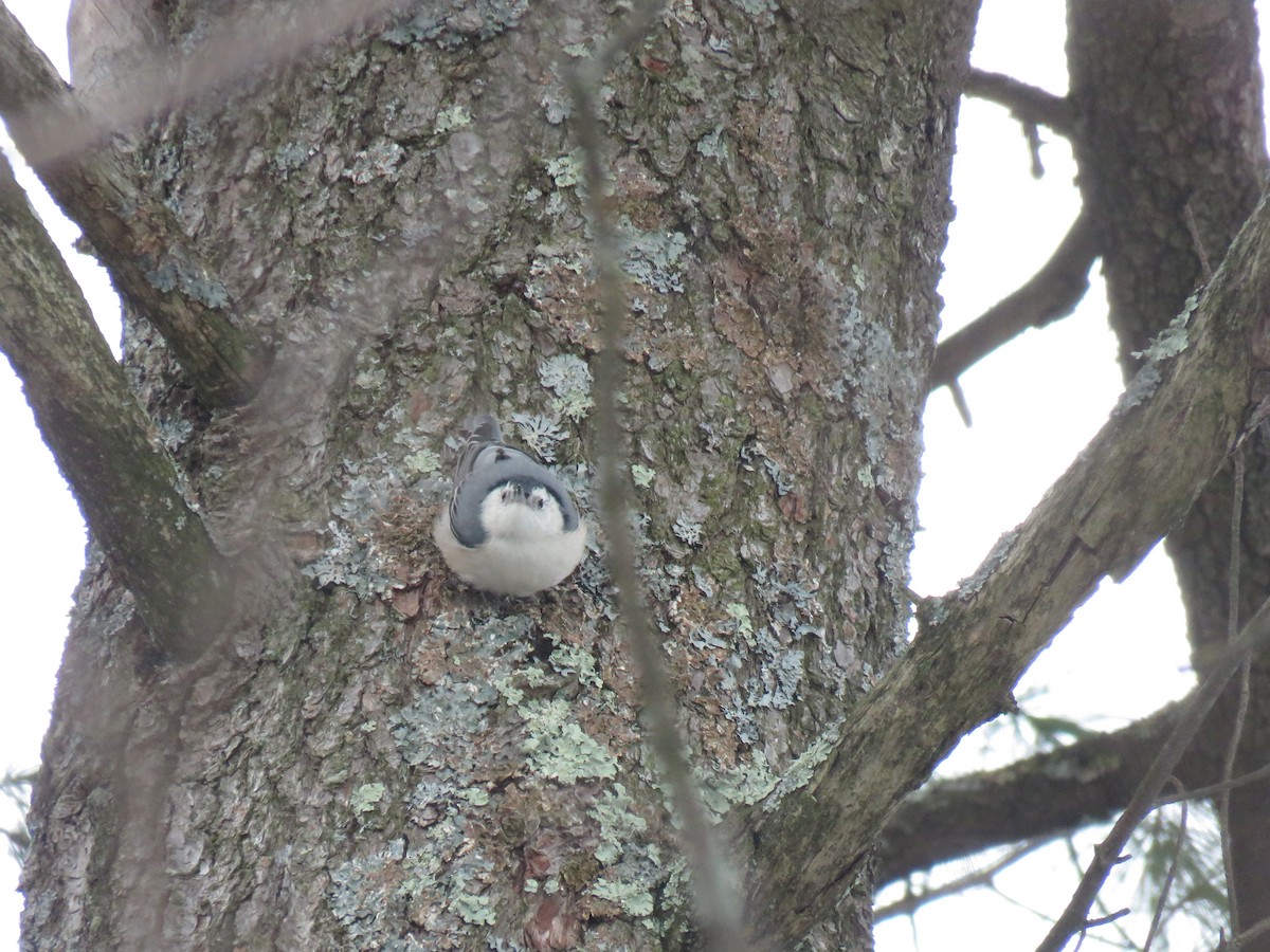 White-breasted Nuthatch - ML209638181