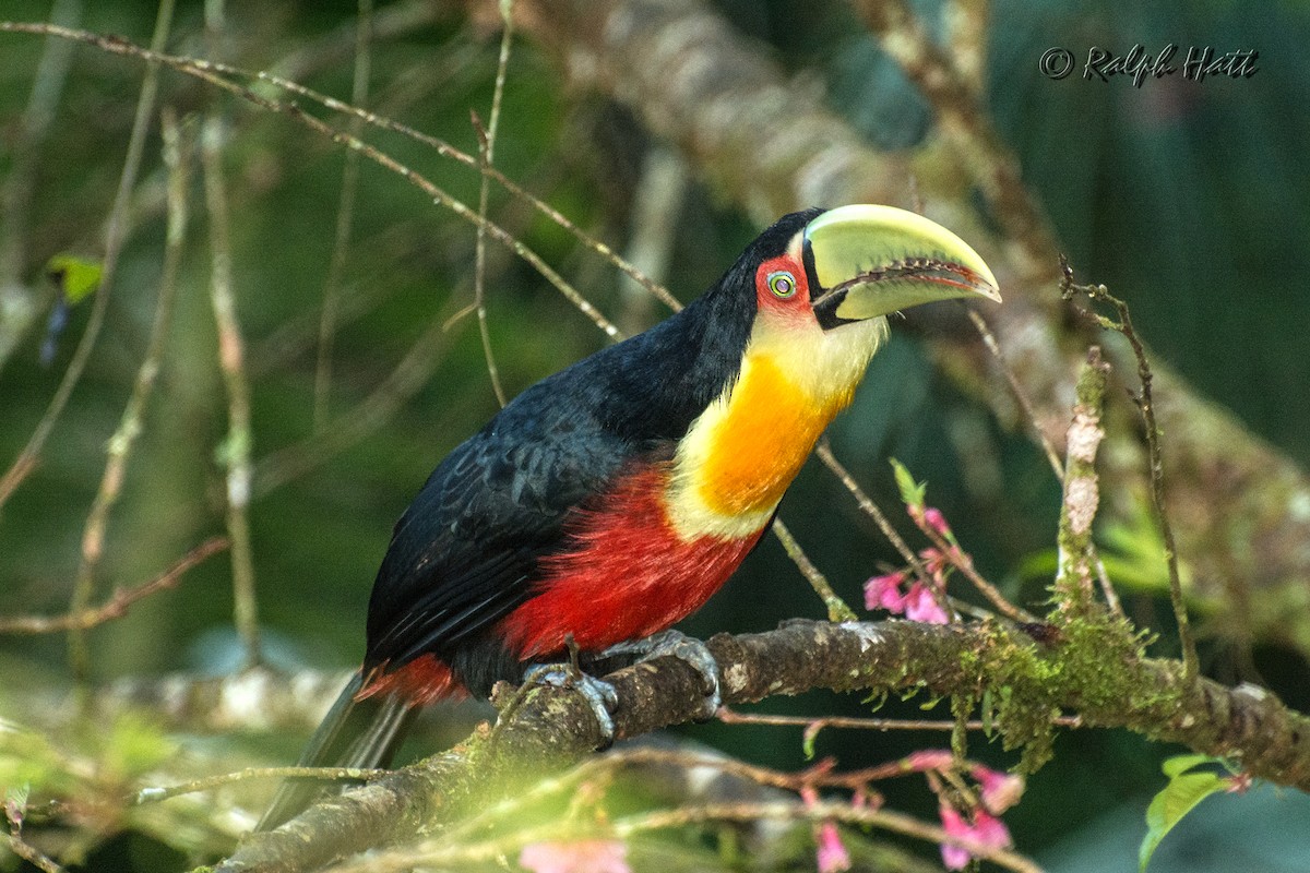 Red-breasted Toucan - ML209638581