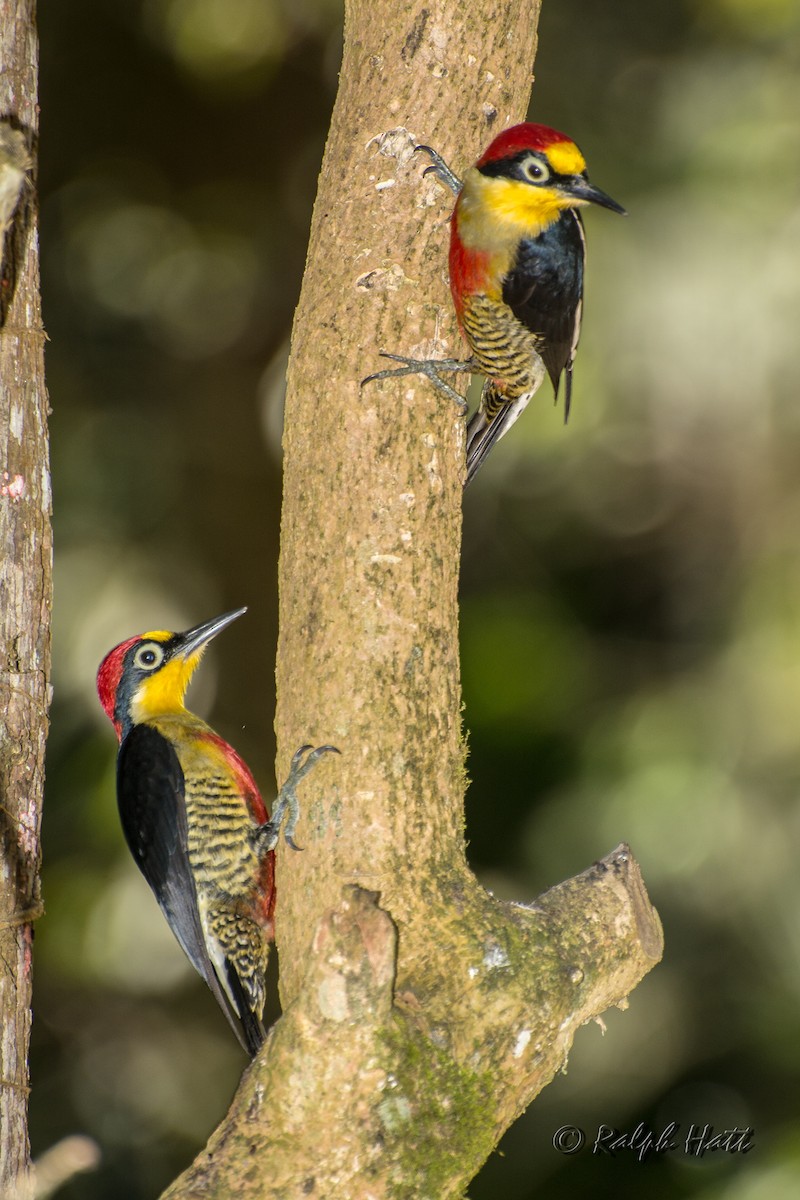 Yellow-fronted Woodpecker - ML209638661