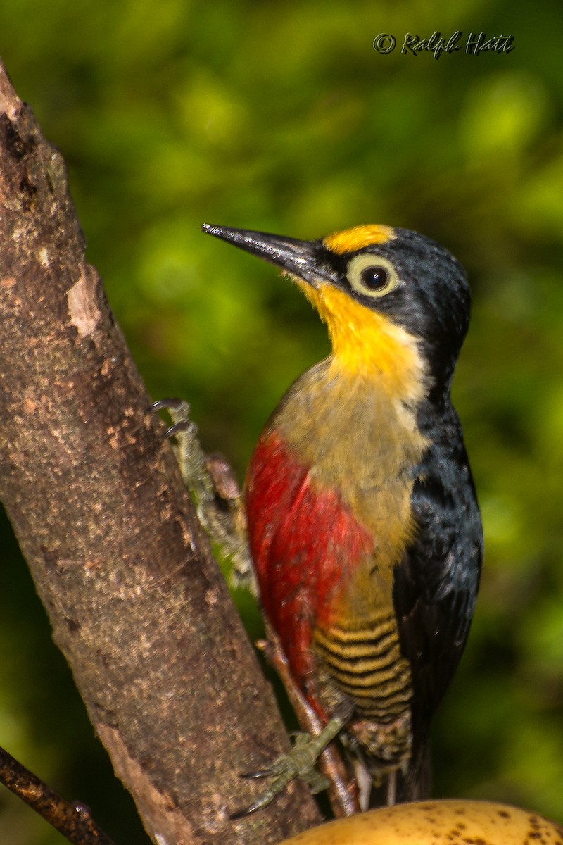 Yellow-fronted Woodpecker - ML209638671