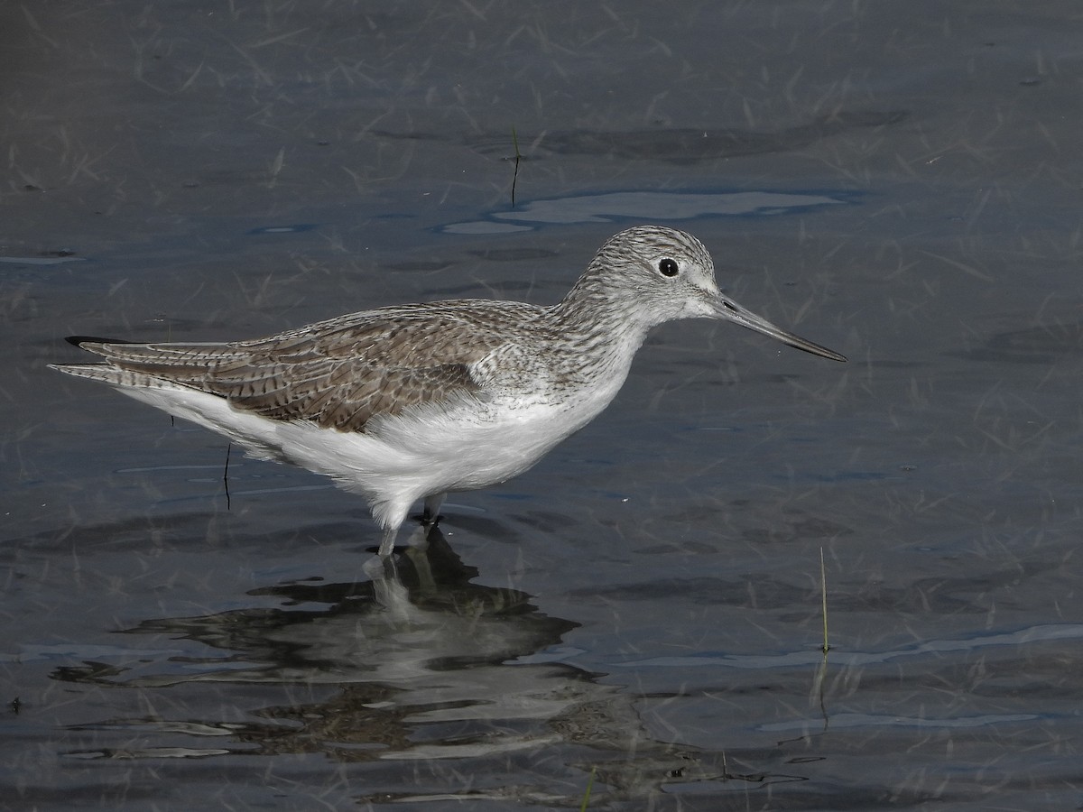 Common Greenshank - Aitor Zabala