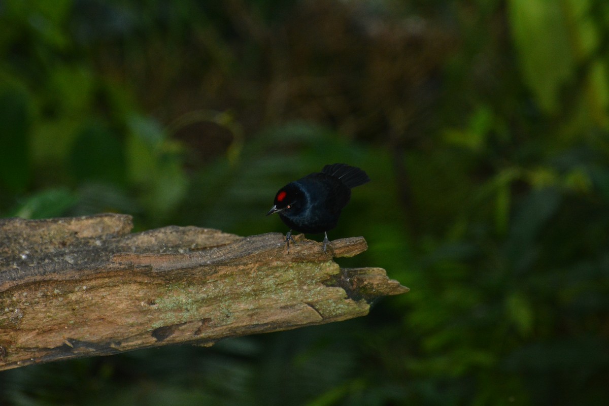 Ruby-crowned Tanager - ML209640801