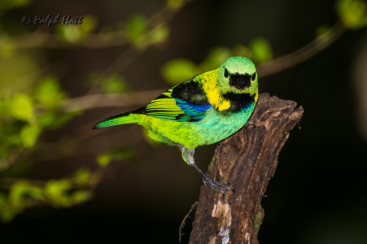 Green-headed Tanager - ML209640951