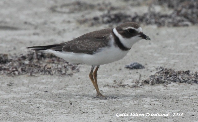 Semipalmated Plover - ML20964171