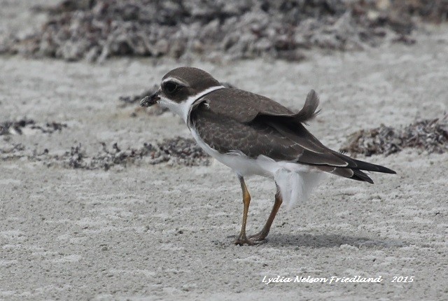 Semipalmated Plover - ML20964181