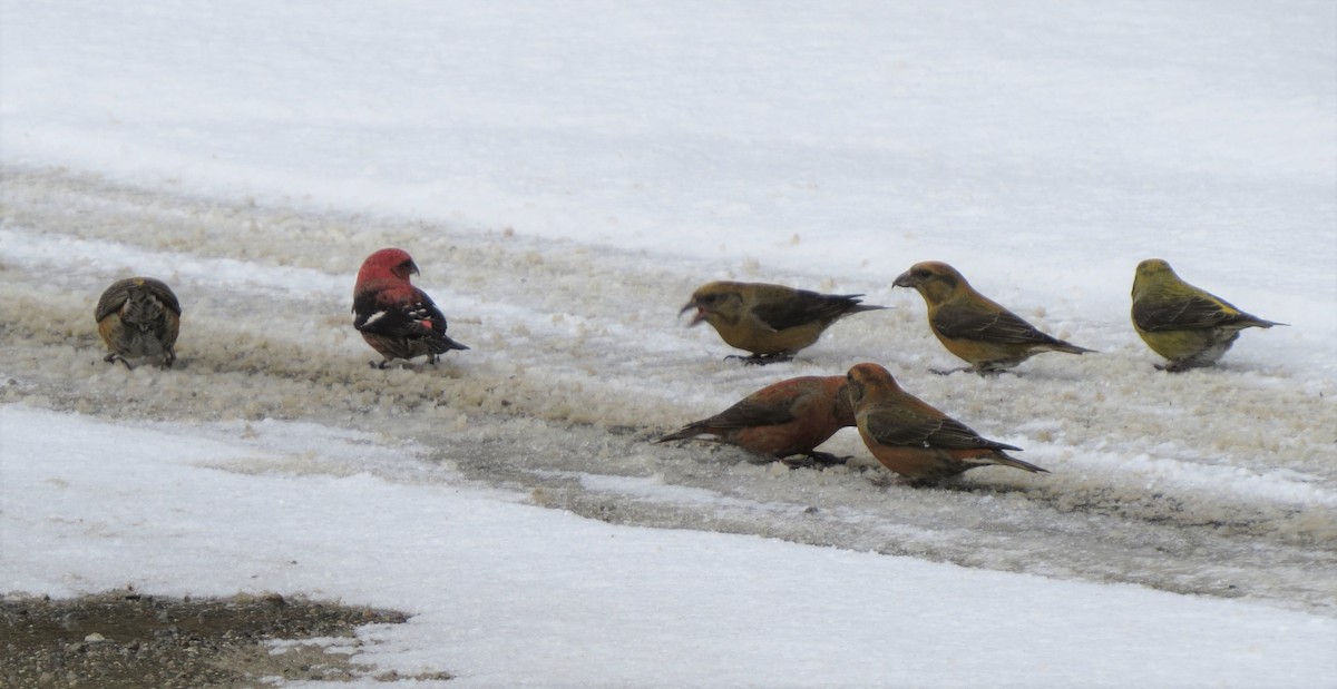 Red Crossbill - ML209642121