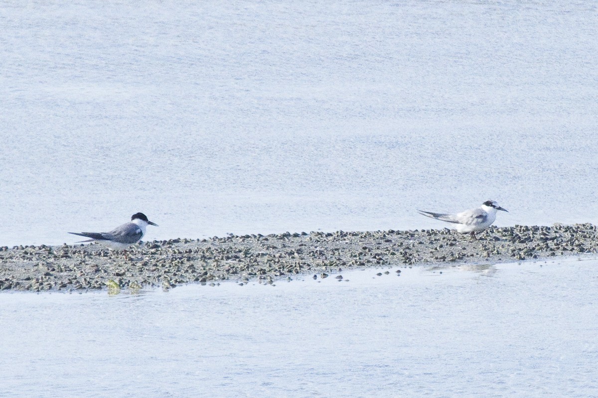 Whiskered Tern - ML209643041