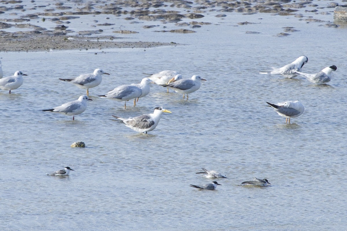 Great Crested Tern - ML209643101