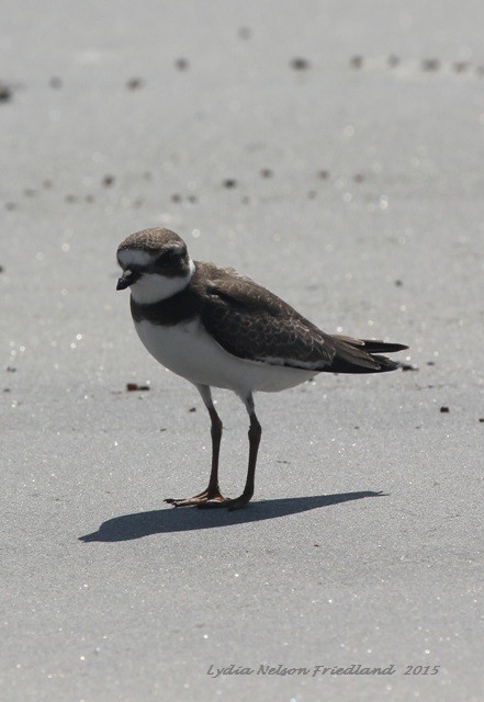 Semipalmated Plover - ML20964401