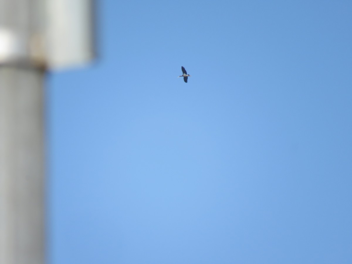 Cicogna nera - ML209644511