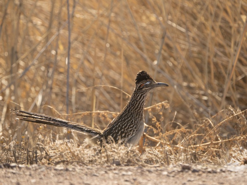 Greater Roadrunner - Corry Clinton