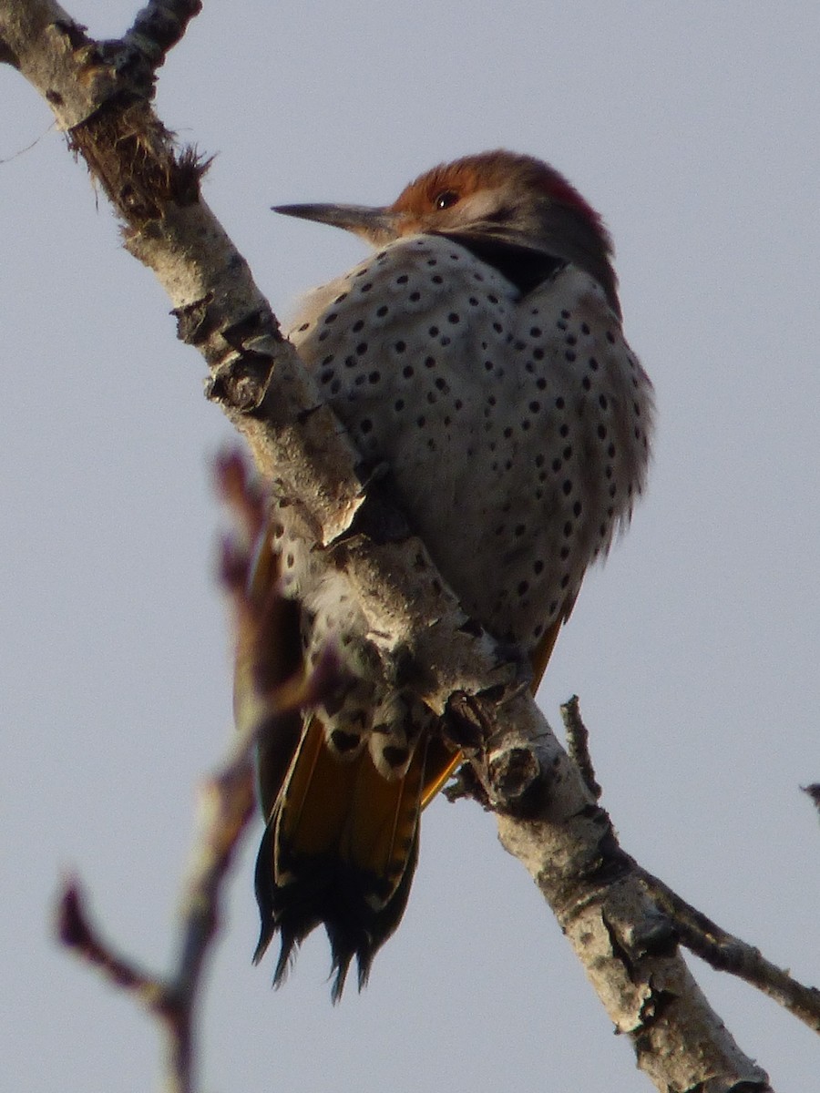 Northern Flicker - ML209646141