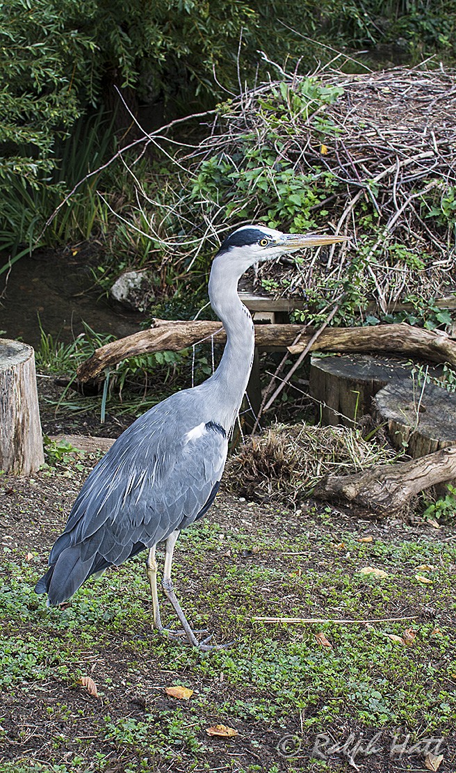 Koartza hauskara - ML209648811