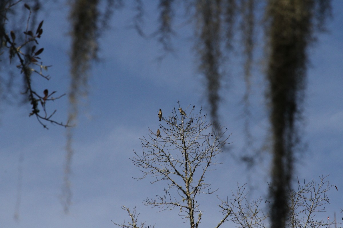 Cedar Waxwing - ML20964991