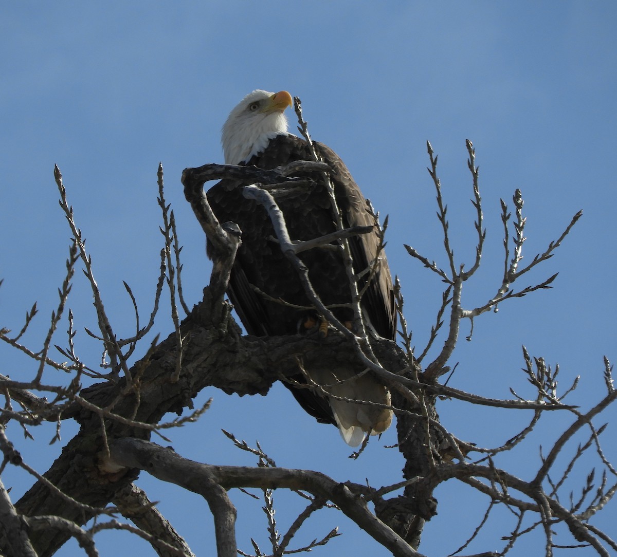 Bald Eagle - ML209650011