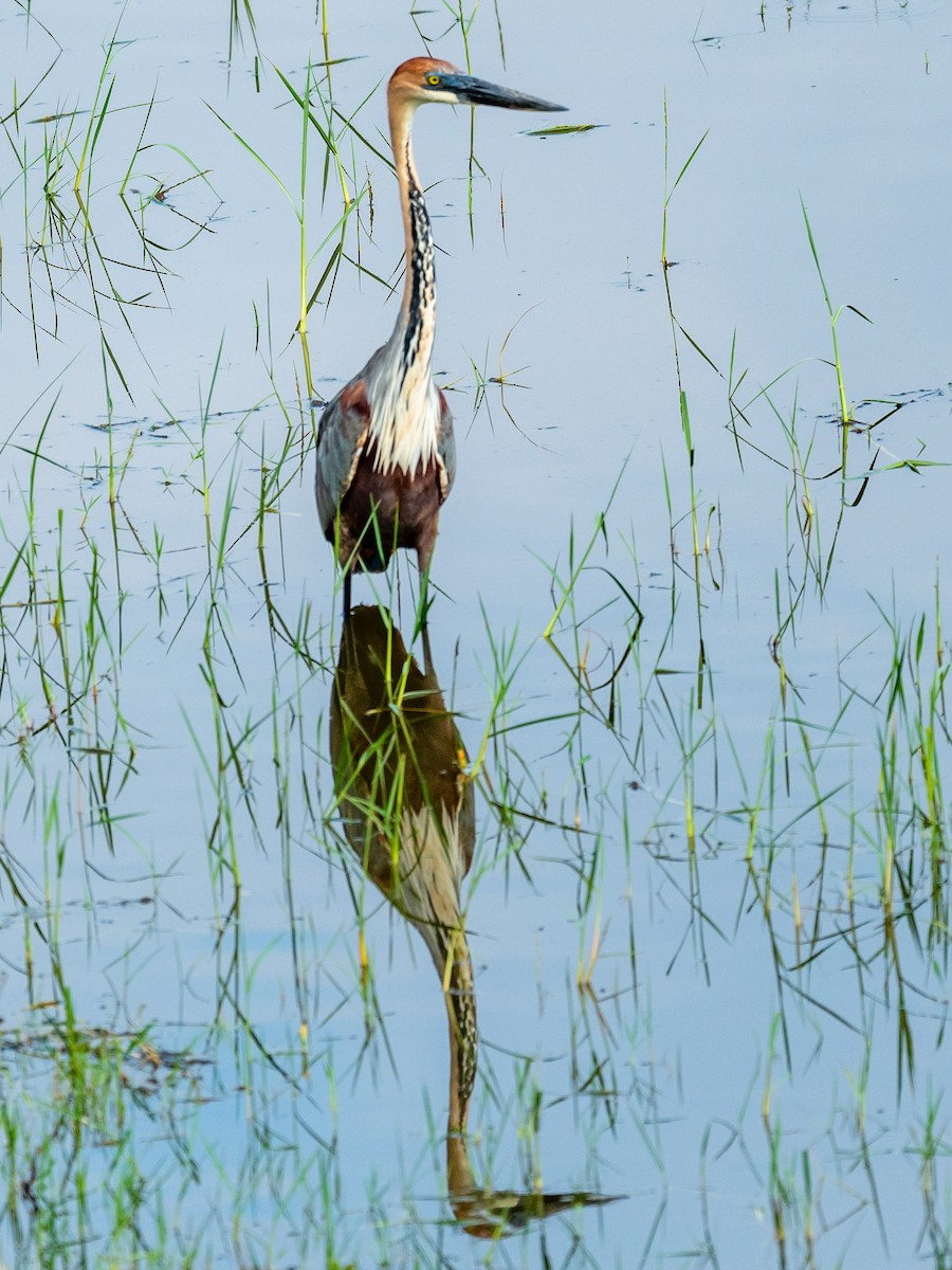 Goliath Heron - ML209651271