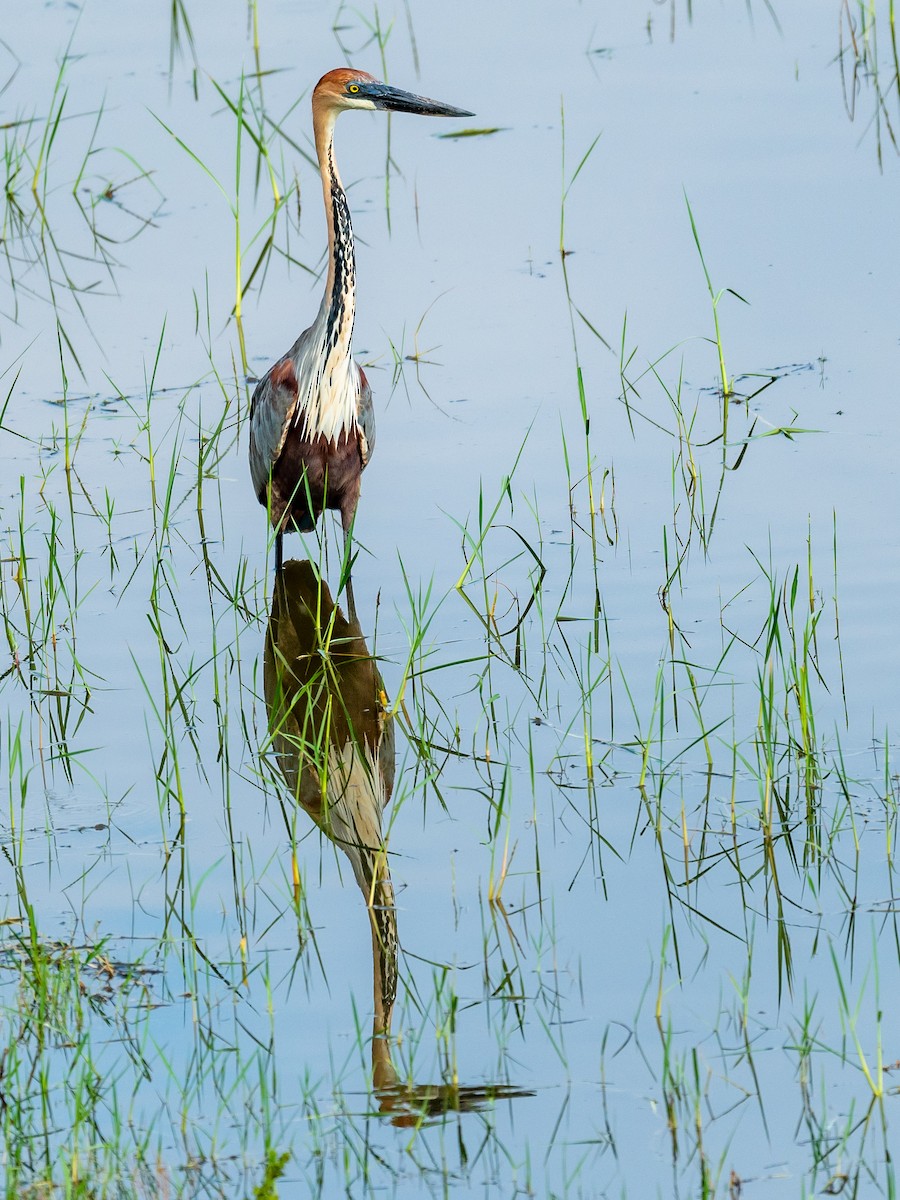 Goliath Heron - ML209651281