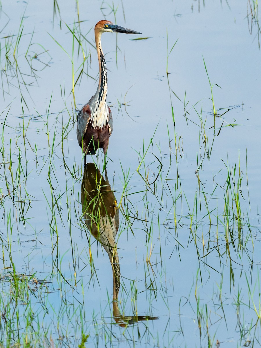 Goliath Heron - ML209651291