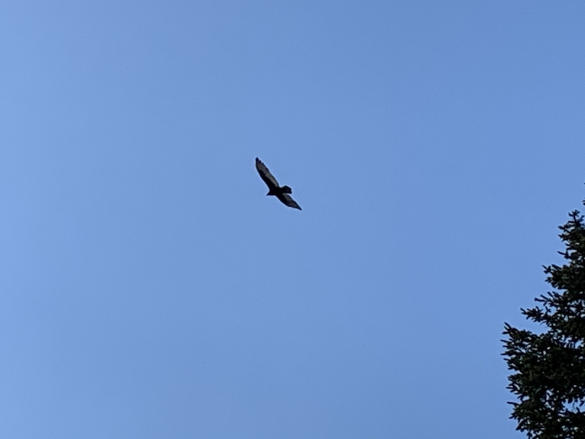 Turkey Vulture - ML209652581