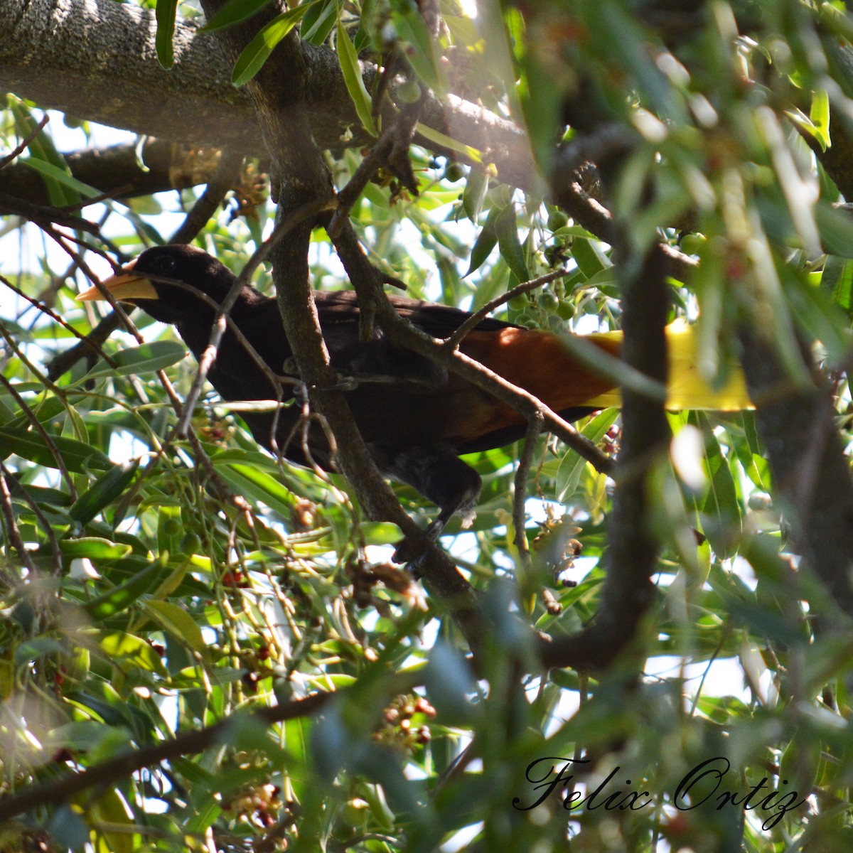 Crested Oropendola - ML209652751