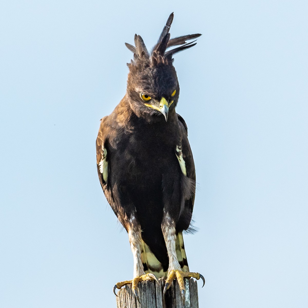 Long-crested Eagle - ML209652911