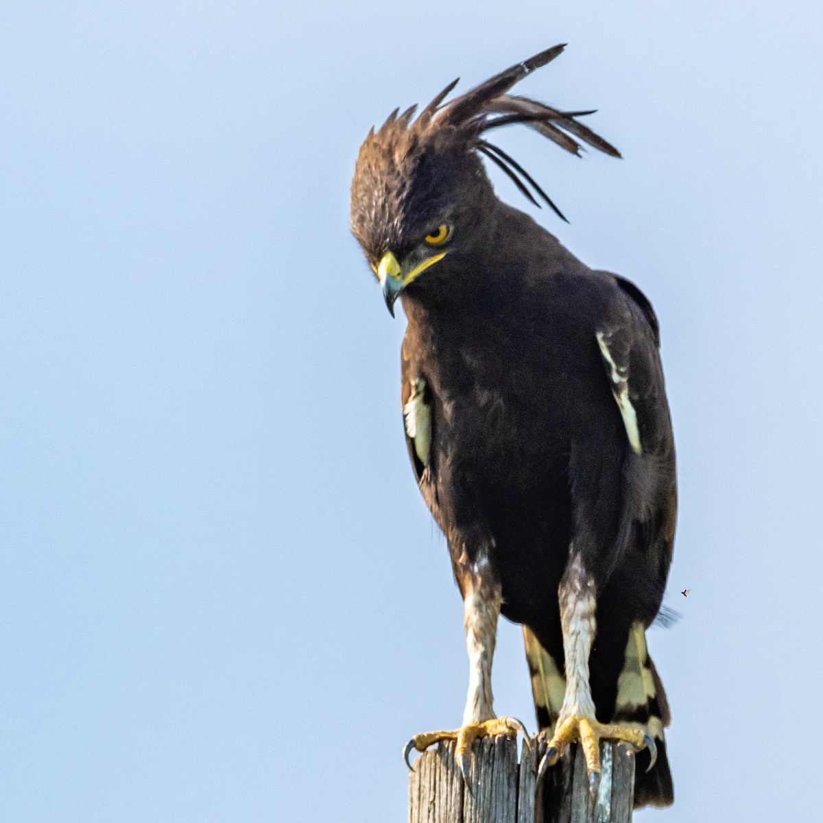 Long-crested Eagle - ML209652991